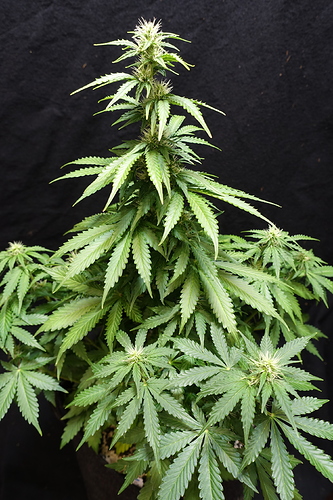Growreport Bild 19