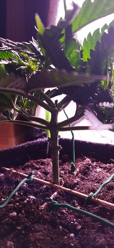 Growreport Bild 9
