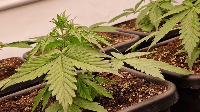 Growreport Bild 10