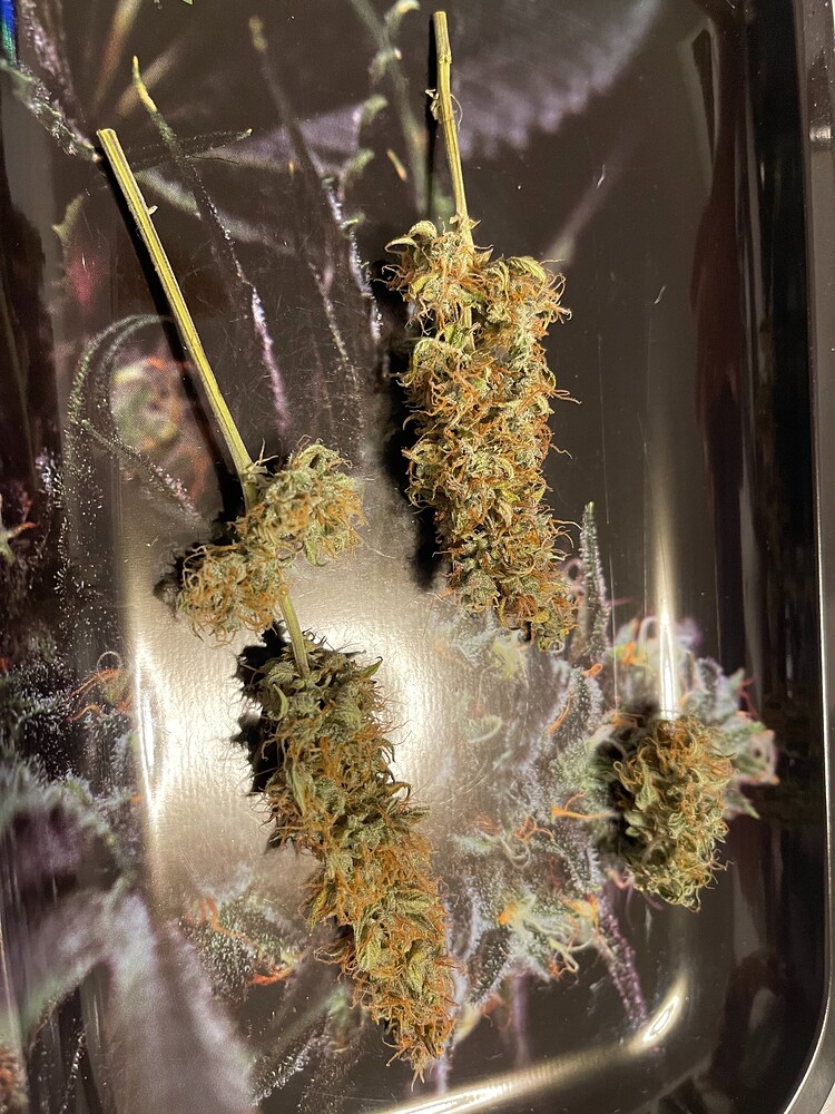 Erneut ein Neuling im ersten Grow