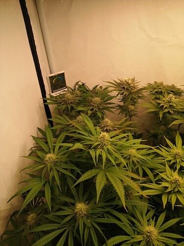 Growreport Bild 3