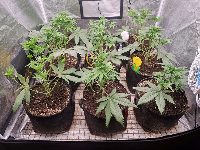 Growreport Bild 38