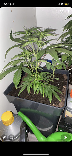 Growreport Bild 6