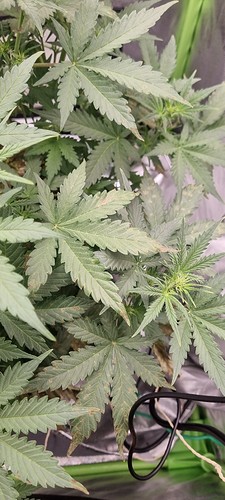 Growreport Bild 10