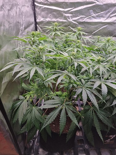 Growreport Bild 56