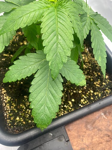 Growreport Bild 18
