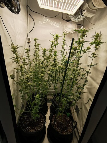 Growreport Bild 3