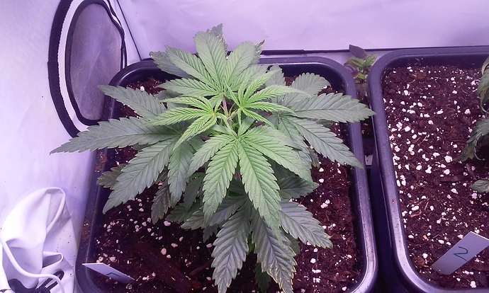 Growreport Bild 1