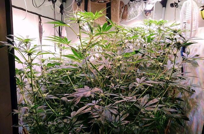 Growreport Bild 1