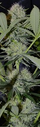 Growreport Bild 5