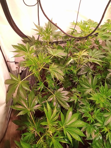 Growreport Bild 16