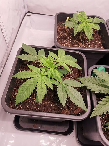 Growreport Bild 21