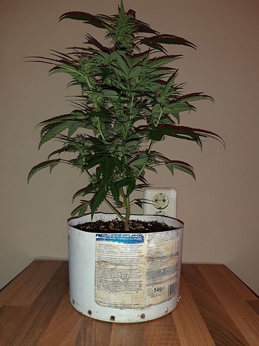 Growreport Bild 4