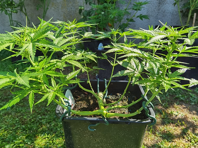 Growreport Bild 6