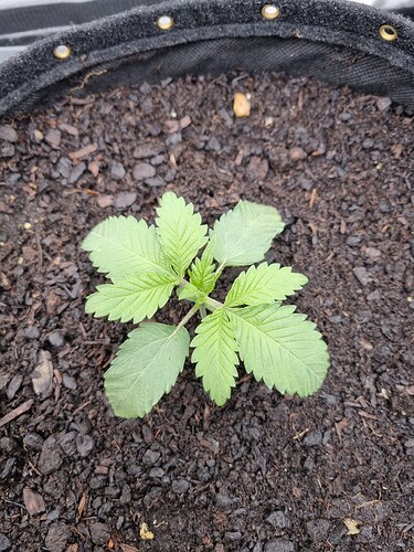 Growreport Bild 34