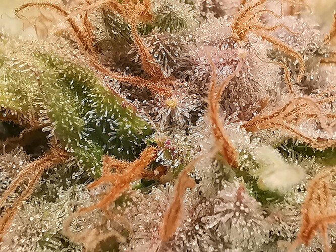 Growreport Bild 45