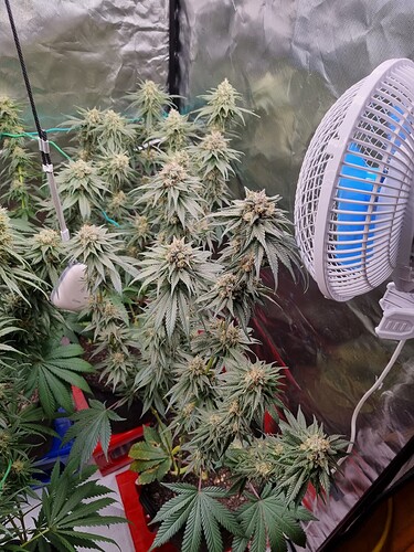 Growreport Bild 3