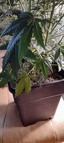 Growreport Bild 2