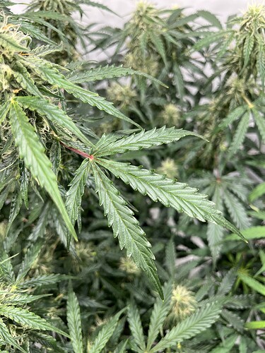 Growreport Bild 25