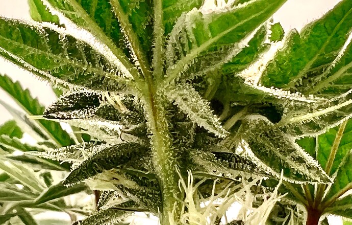 Growreport Bild 4
