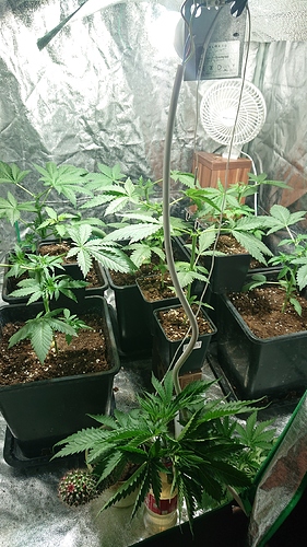 Growreport Bild 3