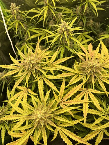 Growreport Bild 3