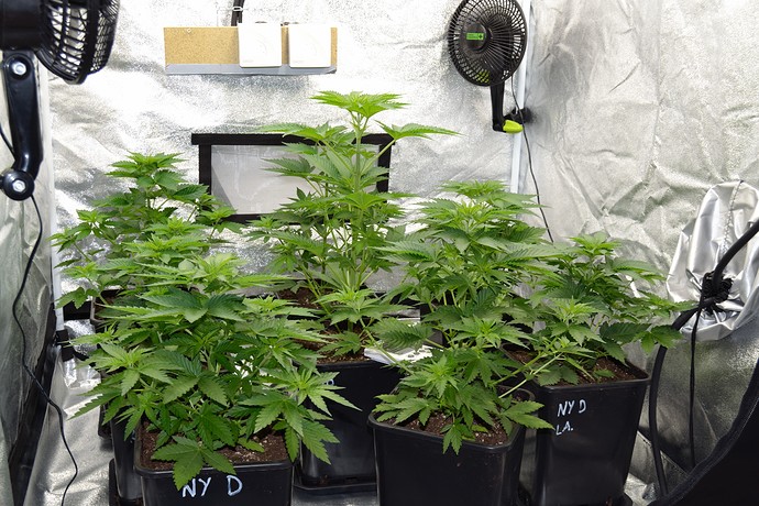 Growreport Bild 3