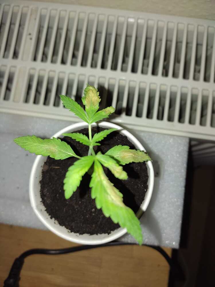 Blätter werden gelb GrowProbleme Forum