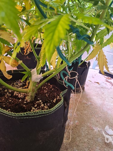 Growreport Bild 17
