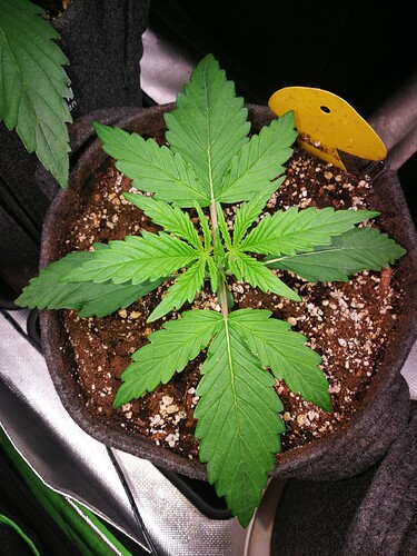Growreport Bild 188