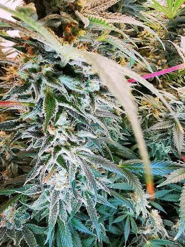 Growreport Bild 4