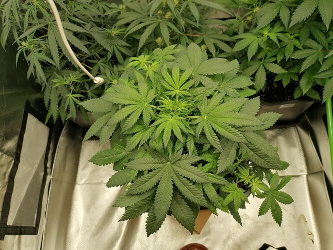 Growreport Bild 2