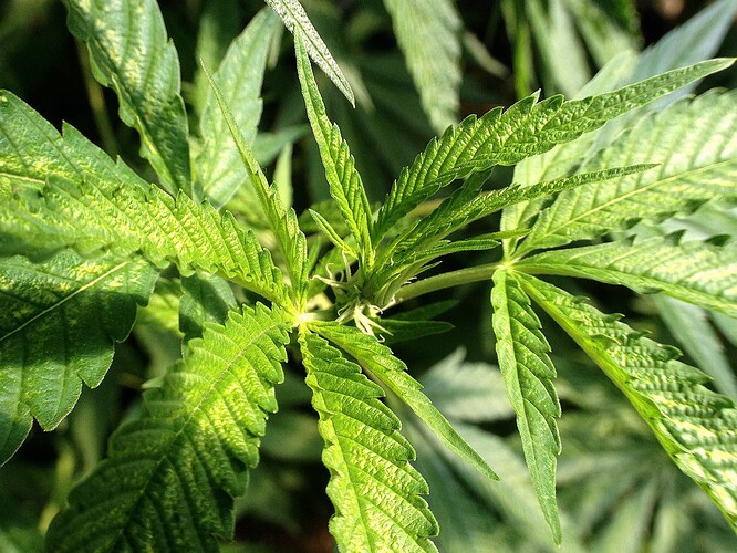 Growreport Bild 3