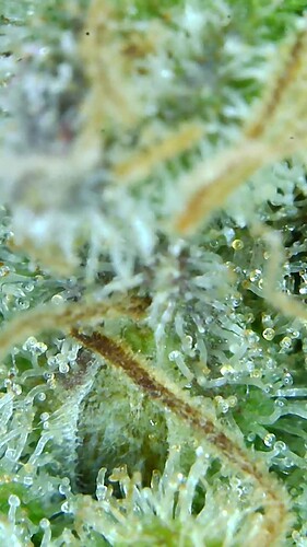 Growreport Bild 2