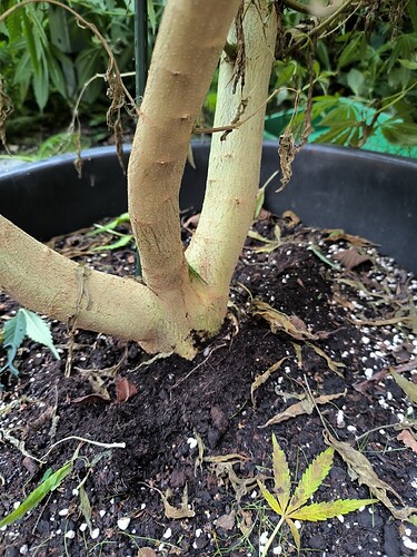 Growreport Bild 9