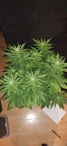 Growreport Bild 14