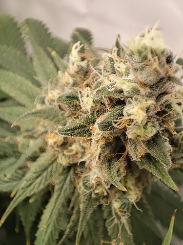 Growreport Bild 2