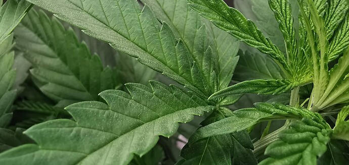 macro2
