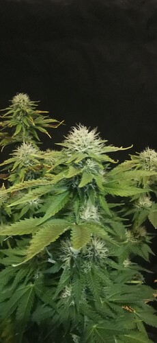Growreport Bild 24