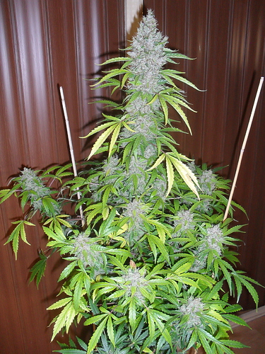 Growreport Bild 17