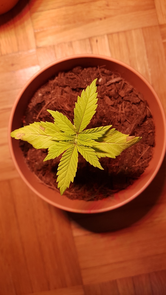 2. Woche. Gelbe Blätter Anfänger Forum