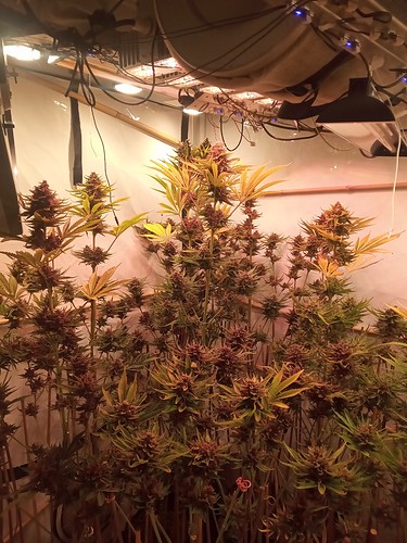 Growreport Bild 7