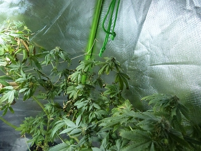 Growreport Bild 11