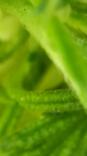 Growreport Bild 26