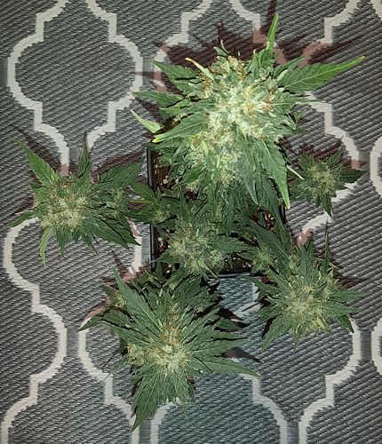 Growreport Bild 5