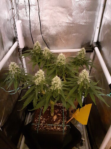 Growreport Bild 162