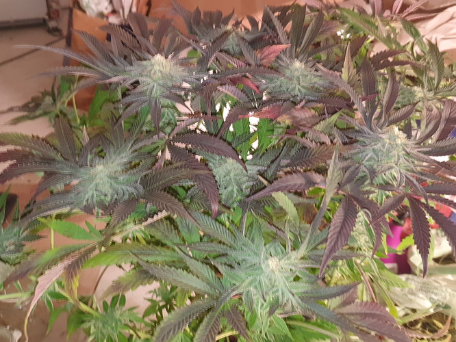 Growreport Bild 4