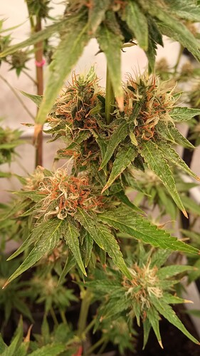 Growreport Bild 1