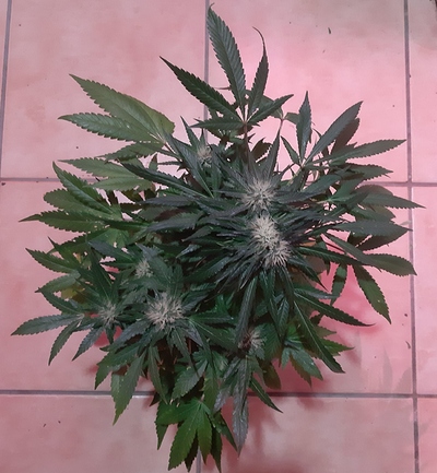 Growreport Bild 6