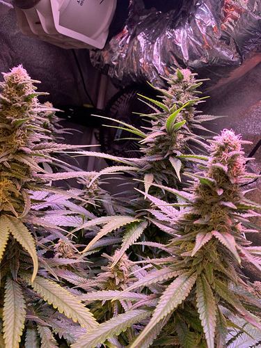 Growreport Bild 17